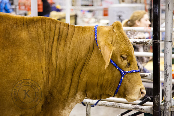 Big Cow at Houston Rodeo