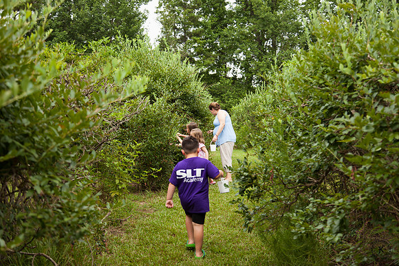 Family Picking Blueberries