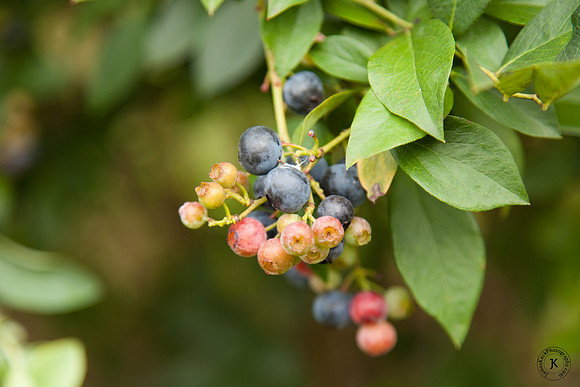 Bunch of Blueberries