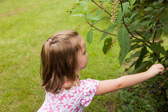 Amelia Picking Blueberries