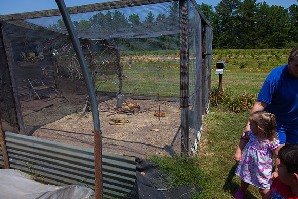Children Watching Chickens