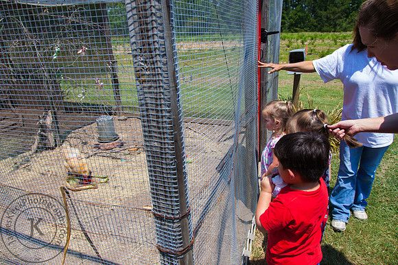 Children Watching Chickens