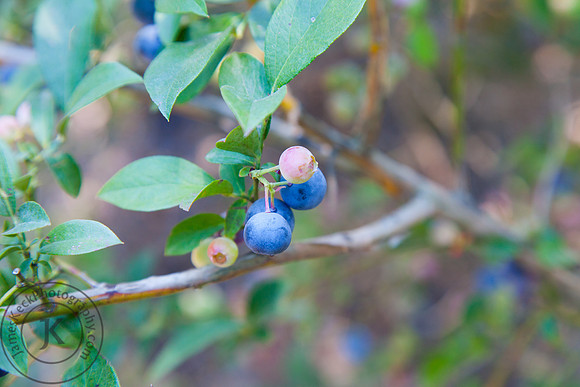 Blueberries