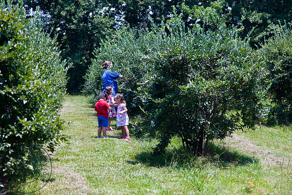 Family Picking Blueberries at Shuqualak Farms