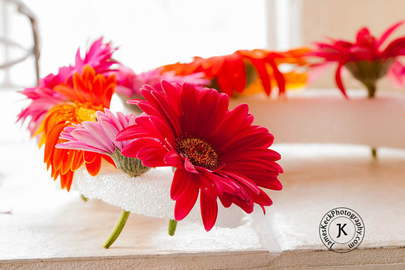 Gerbera Daisy Ring Flower Child Setup-01