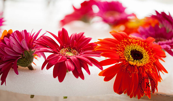 Gerbera Daisy Ring Flower Child Setup-02