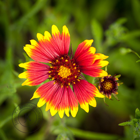 Portrait of Indian Blanket