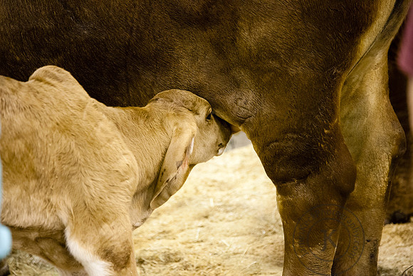 Calf Drinking Milk at Houston Rodeo