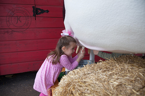 Houston Rodeo Portrait Milking Cow