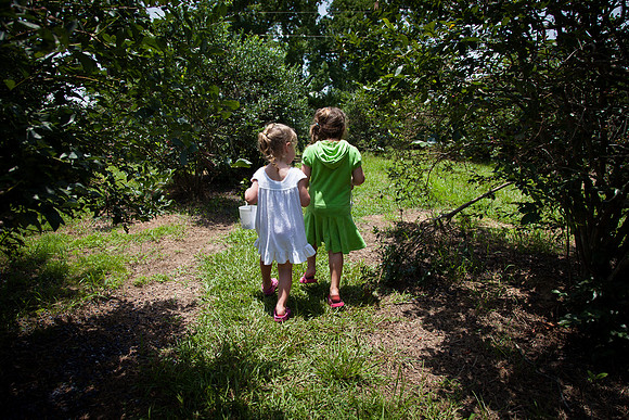 Audrey and Amelia Picking Blueberries