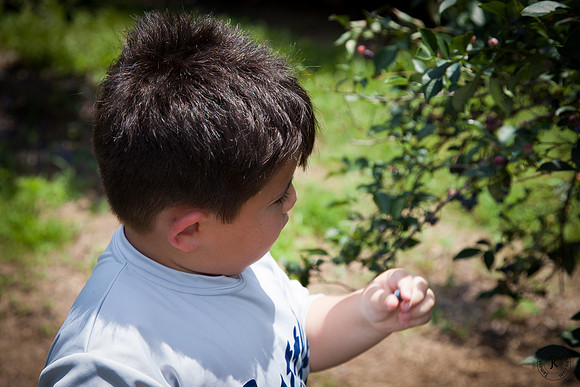 William Picking Blueberries