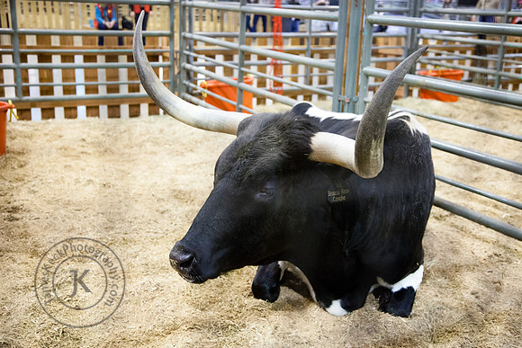 Longhorn at Houston Rodeo