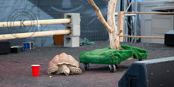 Tortoise at Houston Rodeo