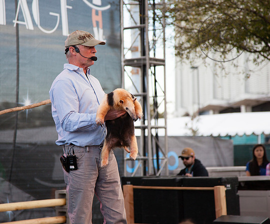 Anteater at Houston Rodeo