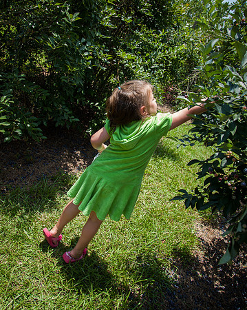 Audrey Picking Blueberries