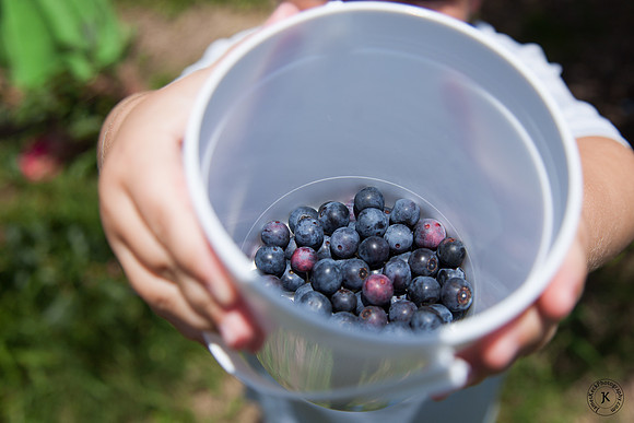 Photo of Blueberries in Container at Shuqualak Farms