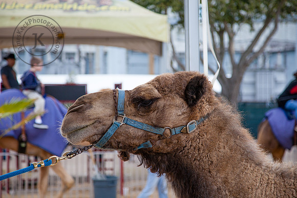 Houston Rodeo Camel