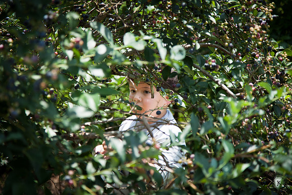 Photo of William through Blueberry Bush