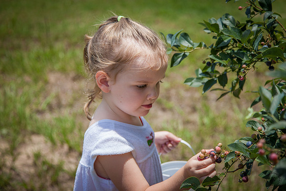 Amelia Picking Blueberries