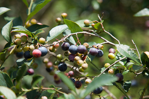 Photo of Blueberries at Shuqualak Farms